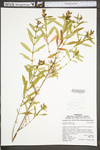 Hypericum prolificum