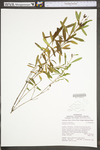 Hypericum prolificum