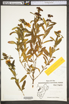 Hypericum prolificum