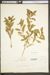 Hypericum prolificum