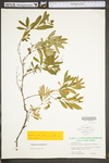 Hypericum prolificum