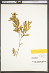 Hypericum prolificum