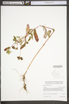 Hypericum punctatum