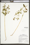 Hypericum punctatum