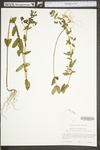 Hypericum punctatum