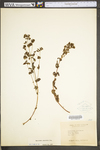 Hypericum punctatum