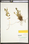 Hypericum punctatum