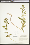 Hypericum punctatum