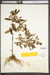 Hypericum punctatum