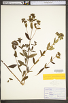 Hypericum punctatum