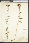 Hypericum punctatum