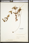 Hypericum punctatum