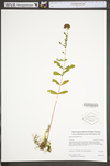 Hypericum punctatum