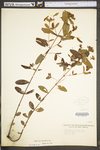 Hypericum punctatum