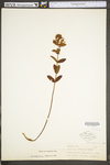 Hypericum punctatum