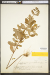 Hypericum punctatum