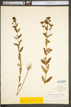 Hypericum punctatum