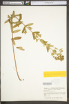 Hypericum punctatum