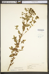 Hypericum punctatum