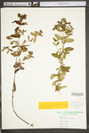 Hypericum punctatum