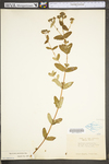 Hypericum punctatum