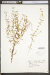 Hypericum virgatum