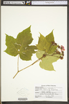 Rubus odoratus var. odoratus