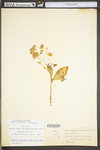Hylotelephium erythrostictum