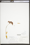 Hylotelephium erythrostictum