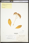 Hylotelephium erythrostictum