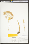 Hylotelephium telephioides