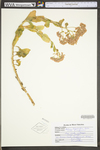 Hylotelephium telephioides