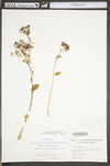 Hylotelephium telephioides