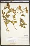 Hylotelephium telephioides
