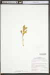 Hylotelephium telephioides