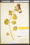 Hylotelephium telephioides