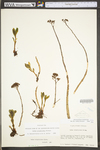 Hylotelephium telephioides