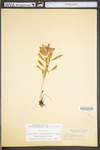 Hylotelephium telephioides