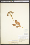 Hylotelephium telephioides