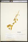 Hylotelephium telephioides