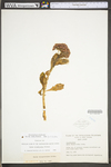 Hylotelephium telephioides