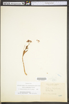 Hylotelephium telephioides