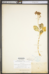 Hylotelephium telephioides