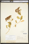 Hylotelephium telephioides