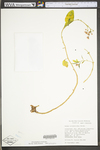 Hylotelephium telephioides