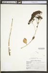 Hylotelephium telephioides
