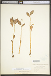 Hylotelephium telephioides