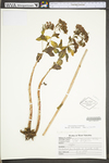 Hylotelephium telephioides