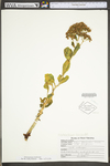 Hylotelephium telephioides