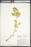 Hylotelephium telephioides